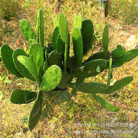 八卦癀仙人掌|仙人掌（仙人掌科仙人掌属植物）